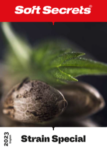 Strain Special English 2023