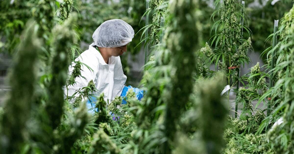 Rise and Fall of Bedrocan: Pioneer of European Medical Cannabis Closes