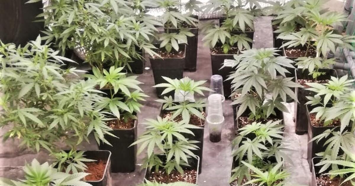 Growing pot? Here are some common mistakes to avoid