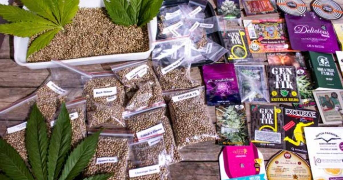 Son legales las semillas de marihuana en España?