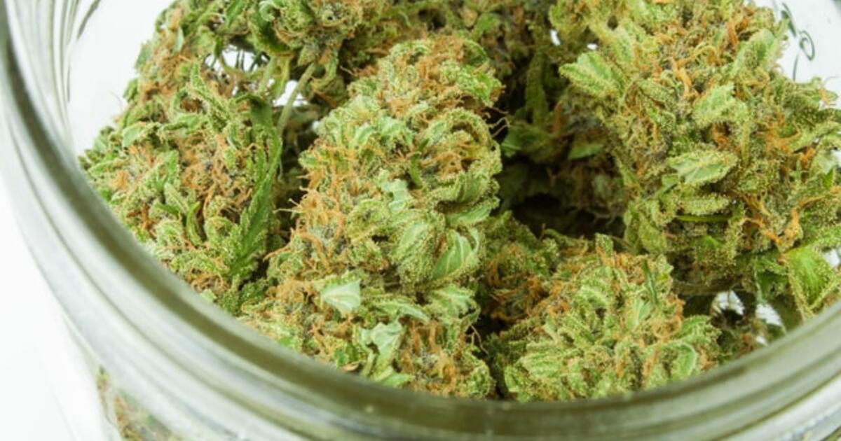 Cuándo es el mejor momento para cosechar el cannabis