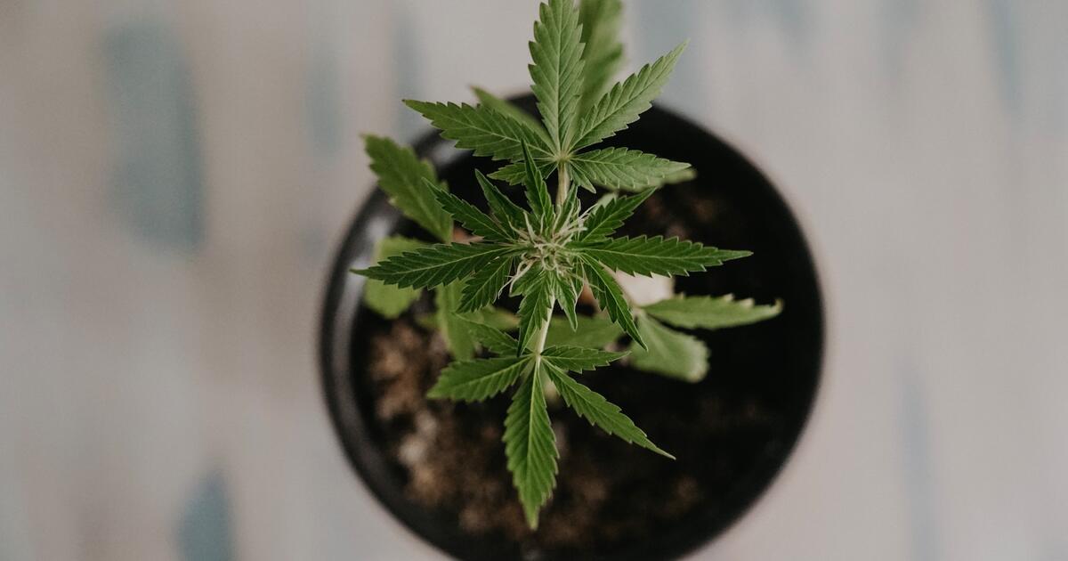 Was Ihr über Cannabis-Samen wissen müsst - Soft Secrets