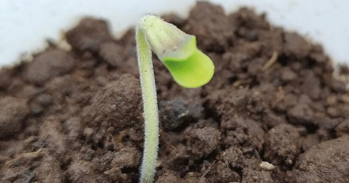 Mitos sobre la germinación de semillas de marihuana