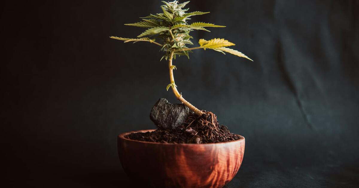 bonsai im flaschengarten Flaschengarten - Egg XL Bonsai