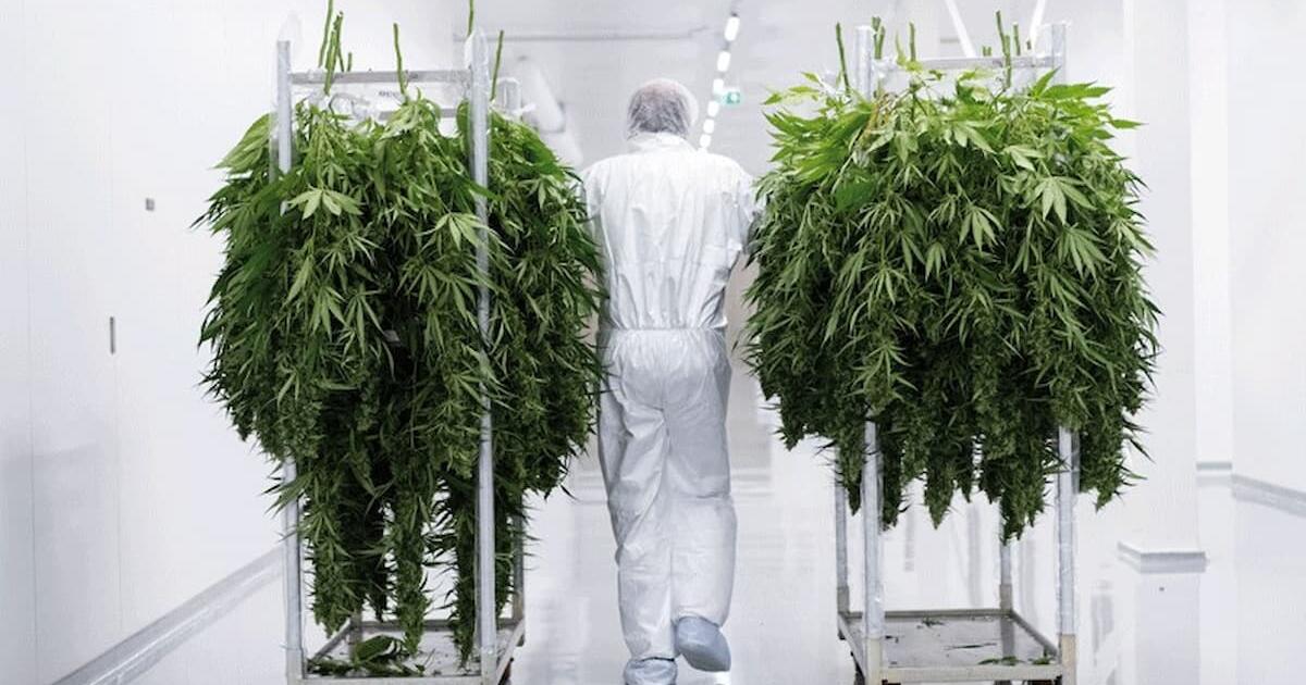 Bedrocan's Collapse Threatens Medical Marijuana Supply in the Netherlands
