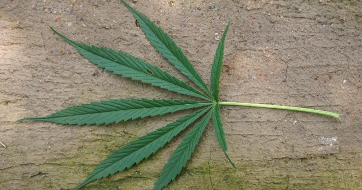 Fumare erba in Asia: le leggi sul consumo di marijuana 