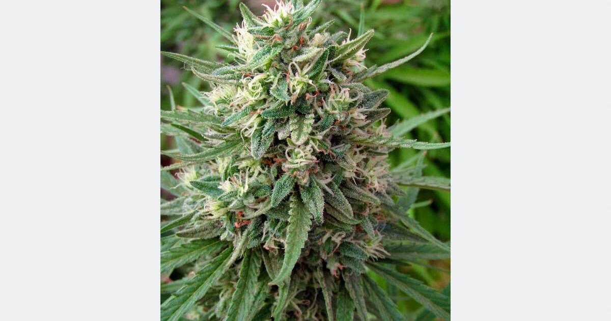 Bokashi for Cannabis: What It Is and How to Prepare It Step by Step