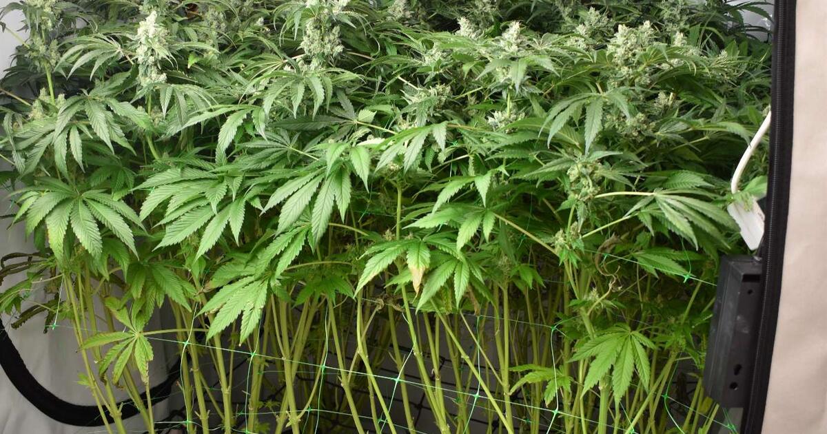 Optimal Irrigation: The Key to Successful Cannabis Cultivation
