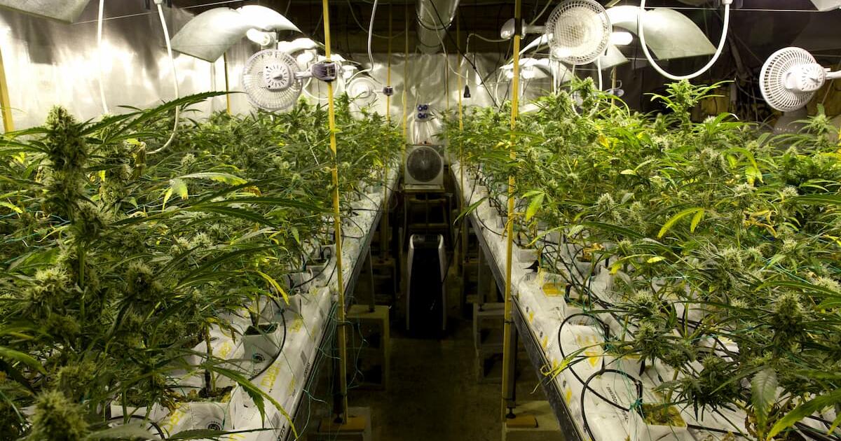 Climate Control in Cannabis: How Ventilation, VPD, and CO2 Optimize Indoor Yields