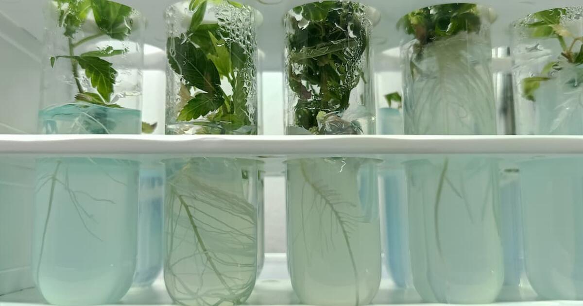 In Vitro Cannabis Cultivation: Advanced Protocols Transform Medical Production