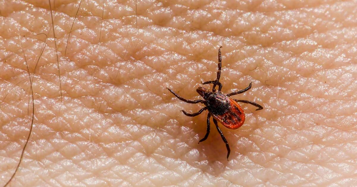 Cannabis Extract Shows Promise for Treating Tick Bite Wounds and Inflammation