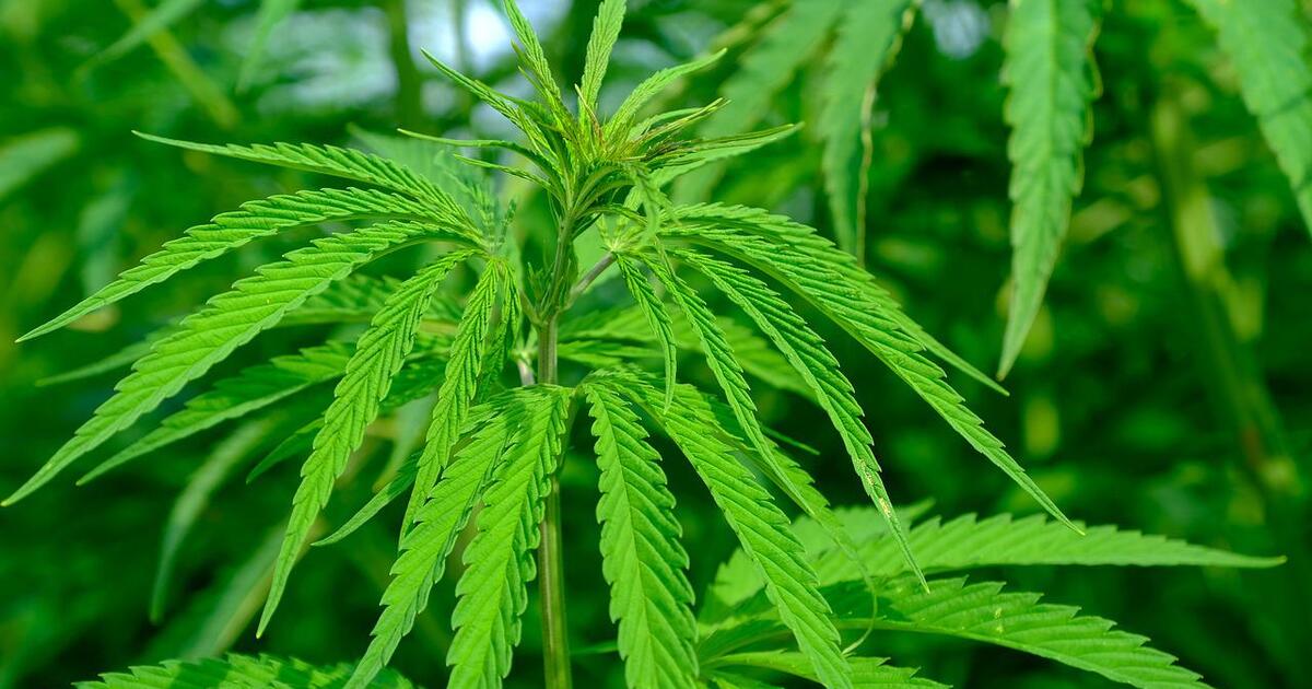 Qué es un banco de semillas de marihuana?