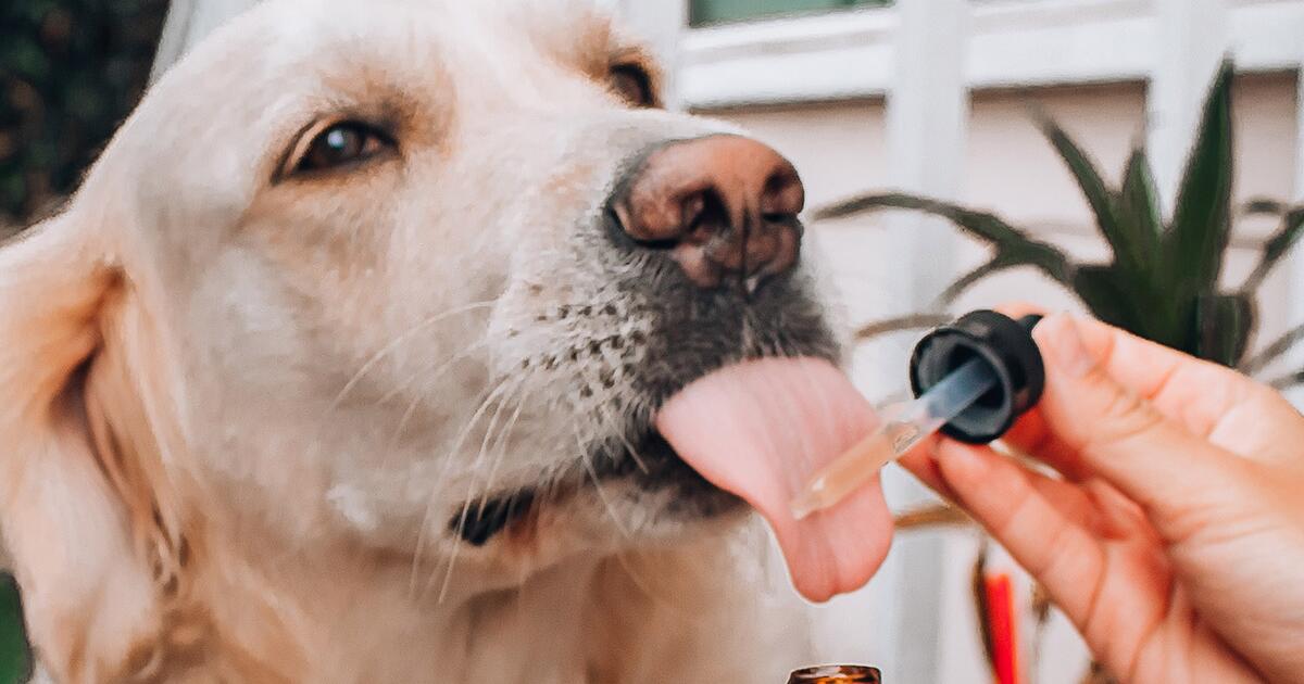 Cannabis per animali: l'esperienza della dottoressa Elena Battaglia con  cani e gatti