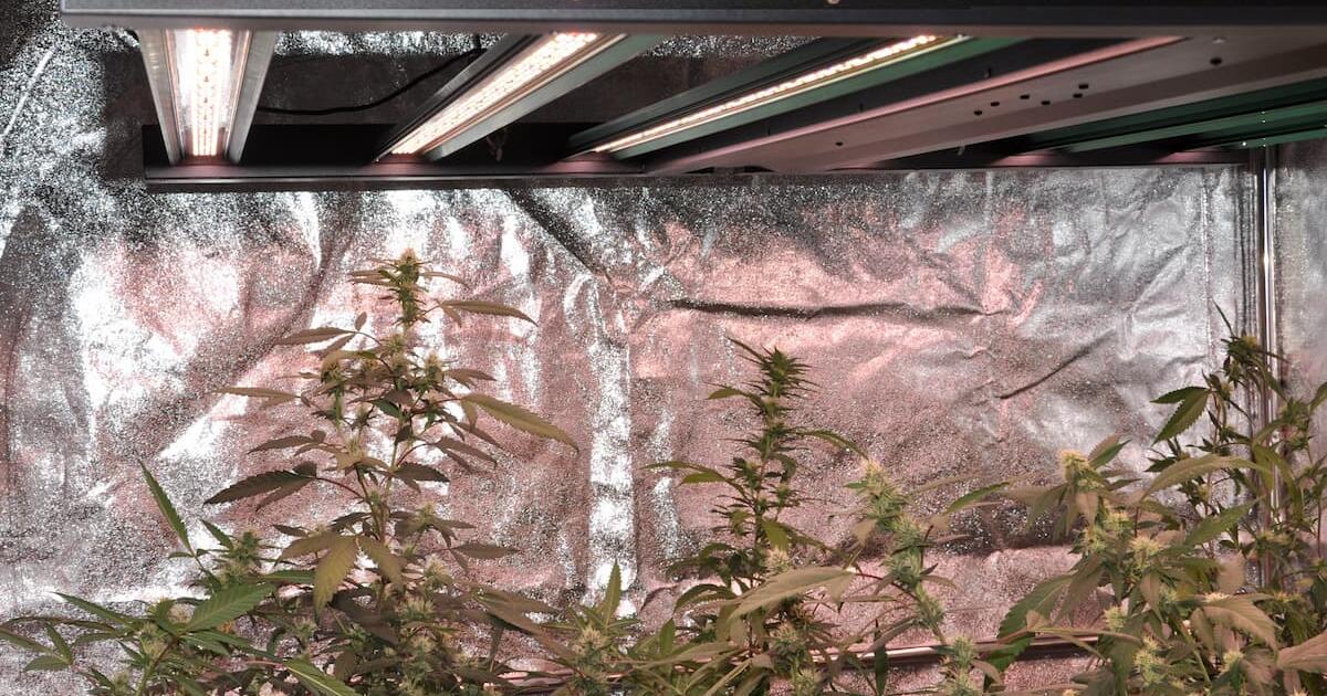 Cannabis Photosynthesis: Optimizing Light Intensity for Maximum Cultivation Yield
