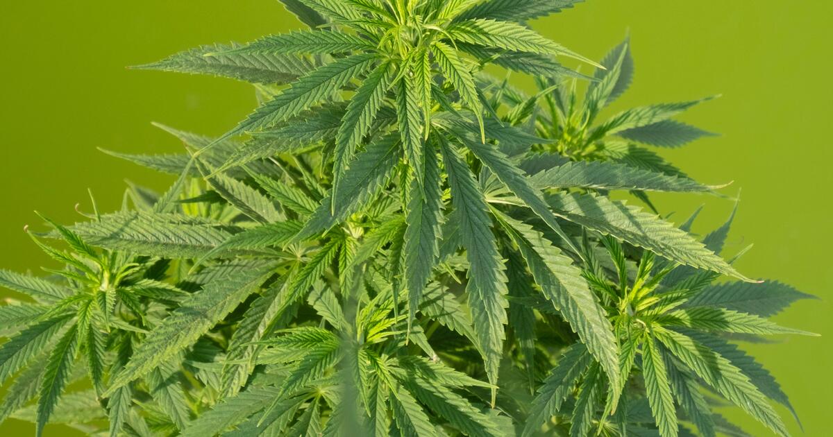 Cuánto duran las semillas de marihuana? - Soft Secrets