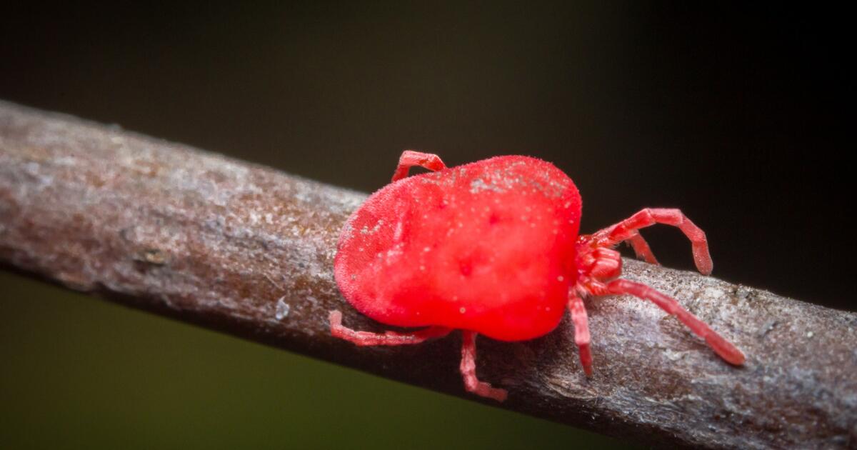 Let op bij gebruik bestrijdingsmiddelen insecten