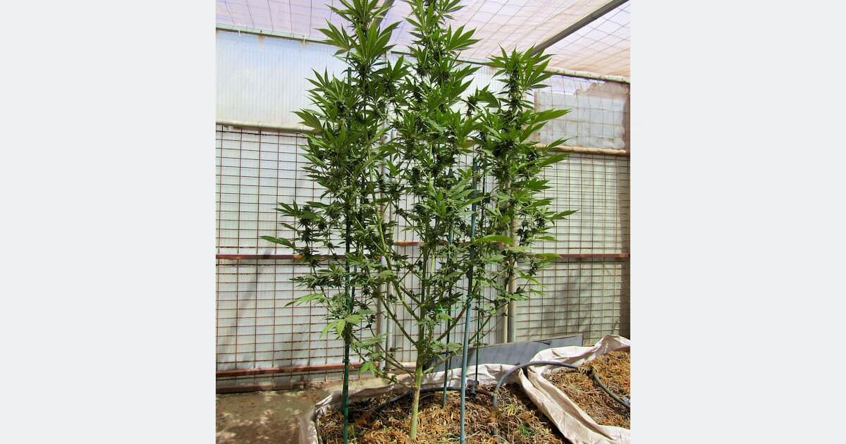 Harnessing Soil Microbiomes to Optimize Medical Cannabis Cultivation