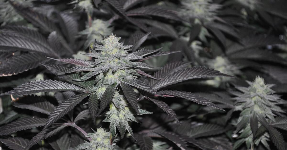 Starting Your Indoor Cannabis Grow: 7 Expert Tips for Success