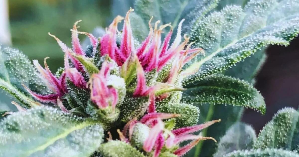 Punto Rojo: All About Colombia's Pure Sativa Cannabis Strain - Soft Secrets