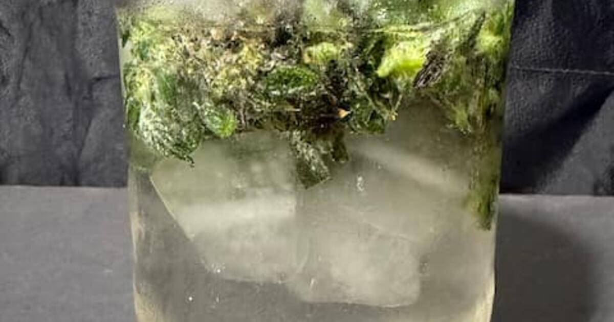 Water Hash Jar Test: Selecting the Right Cannabis Strains for Ice Water Extraction