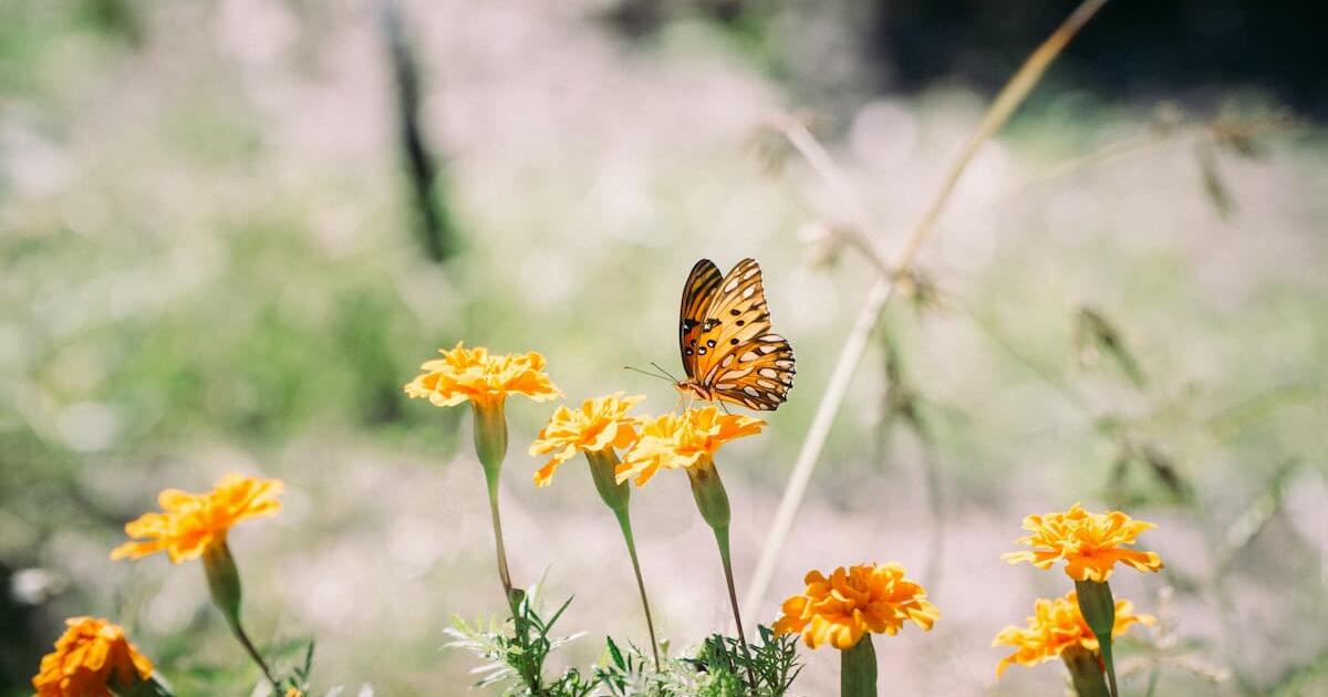 Which Companion Plants to Cultivate in Cannabis Gardens? - Soft Secrets
